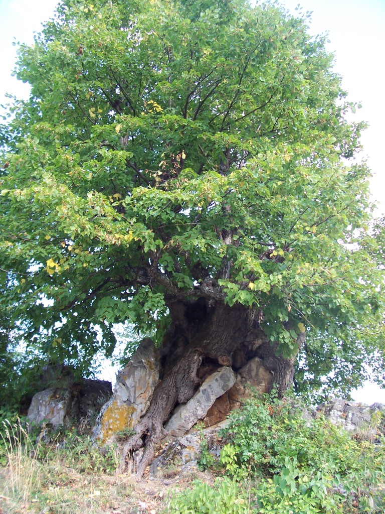 Baum am Gloshene Kloster